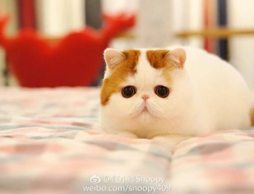 Snoopy, el gato chino más famoso de Internet