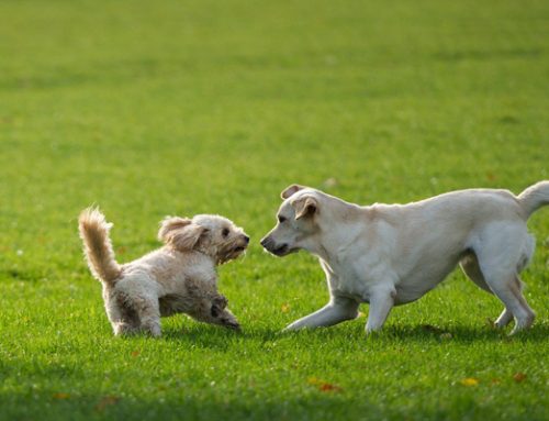 Por qué adoptar a dos perros, o más