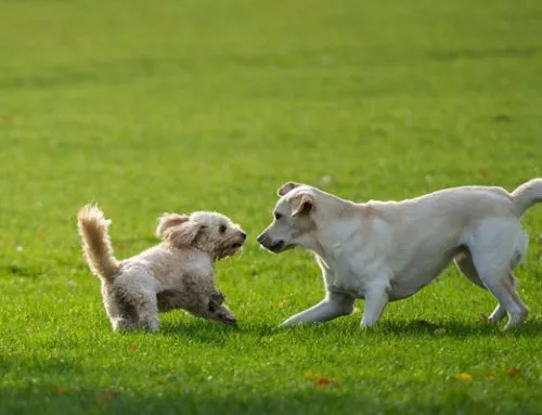 Por qué adoptar a dos perros, o más