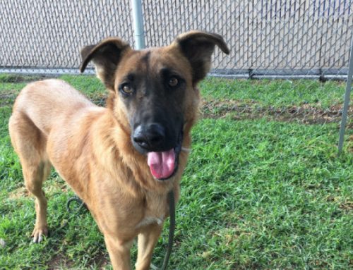 Una familia acude a un refugio a buscar una nueva mascota y se encuentran a la perra que habían abandonado