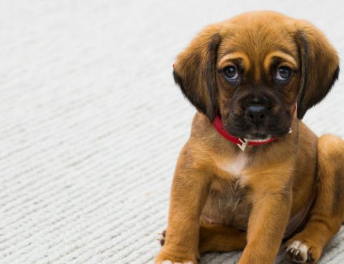 Principales causas de la alopecia en el perro