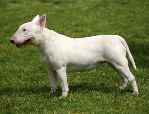 Cómo es el Bull Terrier inglés