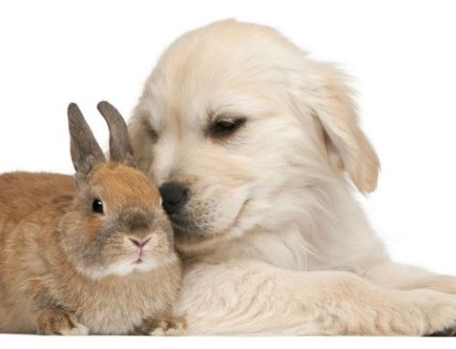 Cómo presentar adecuadamente a un perro y un conejo