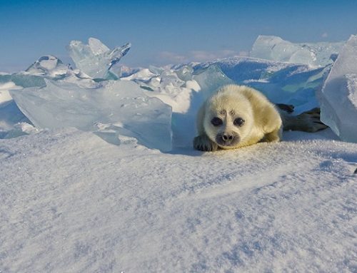 Hermosas fotos de una foca bebé
