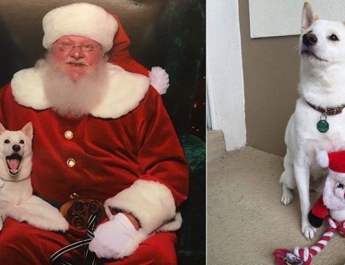 Kya, un perro que siente adoración por Papá Noel