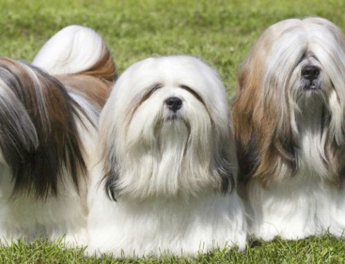 Cuidados básicos del Lhasa Apso