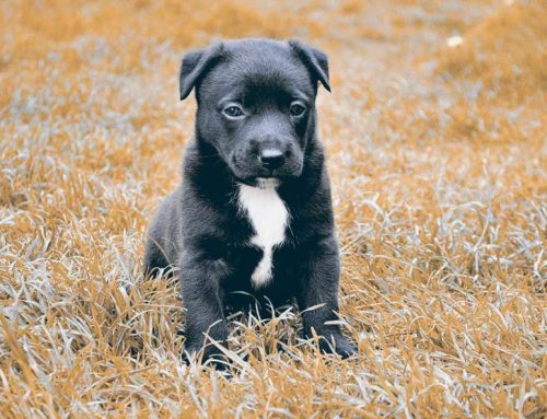 ¿Por qué se hace sus necesidades mi perro en casa?