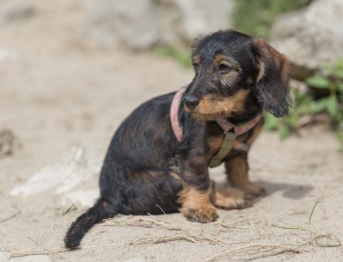 Cómo es la raza del perro Teckel