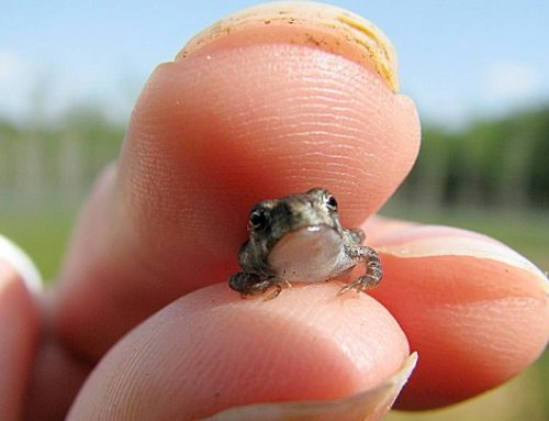 Los 10 animales más pequeños del mundo