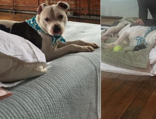 El perro que pasó un mes esperando a sus dueños ya tiene nuevo hogar