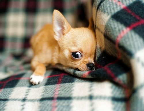 Cómo calmar el llanto de un cachorro