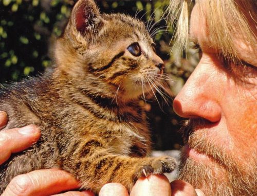 Cómo coger a un gato