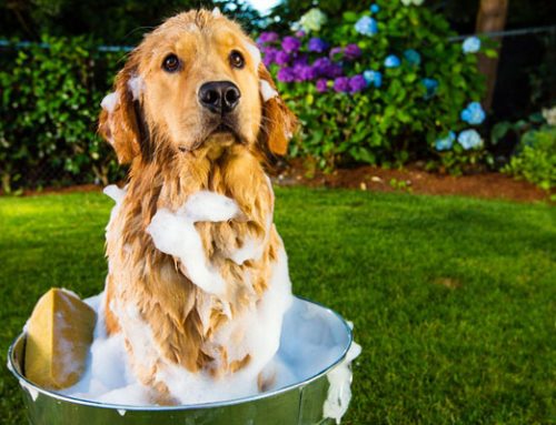 Cómo cuidar la piel del perro cada día