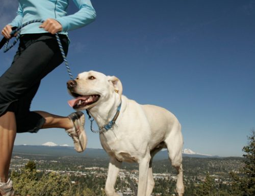 Deportes para hacer con el perro