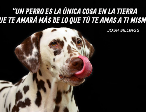 Las mejores frases de la historia sobre perros