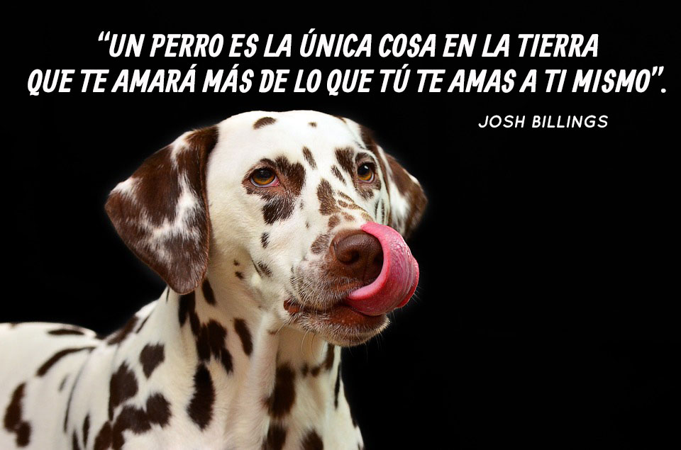 Las mejores frases de la historia sobre perros