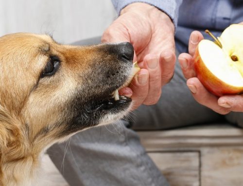 Frutas peligrosas para los perros