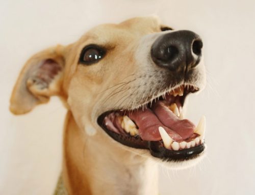 Cómo cuidar los dientes de mi perro