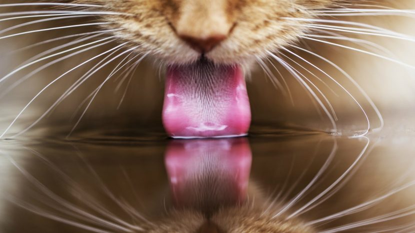 gatito-bebiendo-agua_-830x467