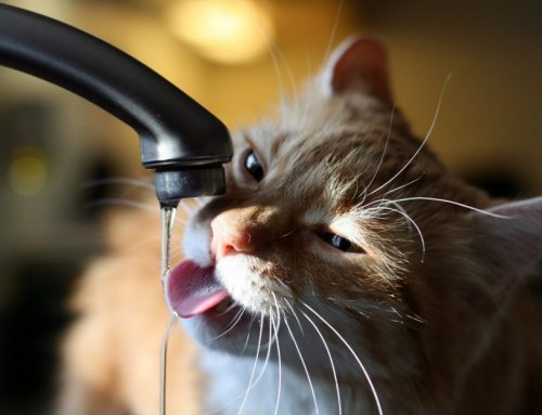 Cuándo puede empezar a beber agua un gatito