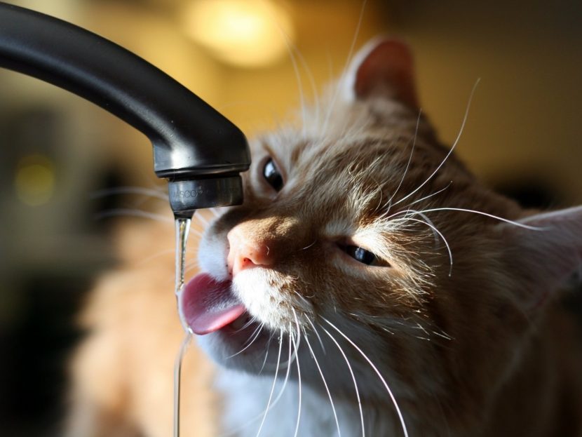 Cuándo puede empezar a beber agua un gatito