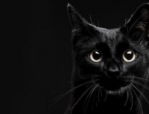 ¿Por qué se dice que los gatos negros traen mala suerte?