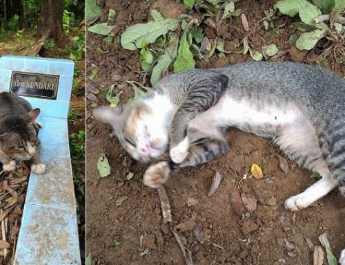 La gata que lleva un año durmiendo en la tumba de su dueña
