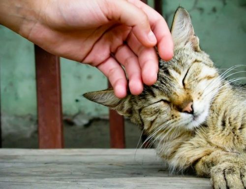 Cuánto cariño necesita un gato