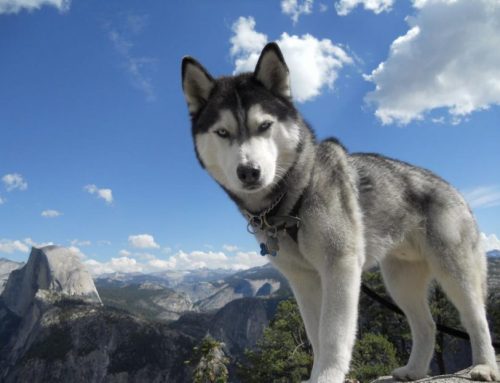 Cómo es un Husky Siberiano