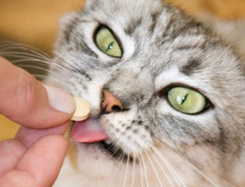 Cómo medicar a un gato