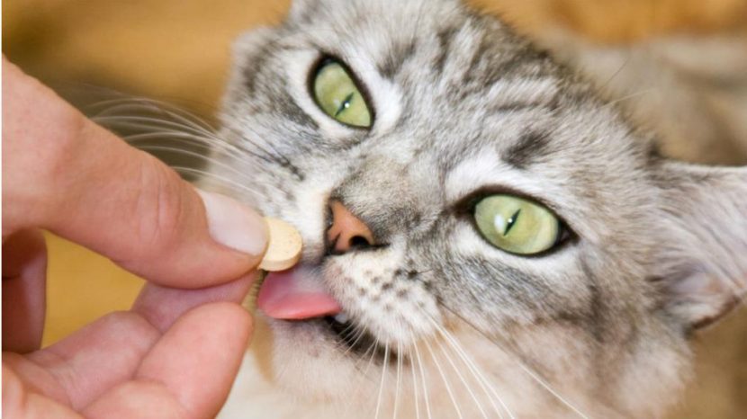 El respeto princesa intercambiar Cómo medicar a un gato