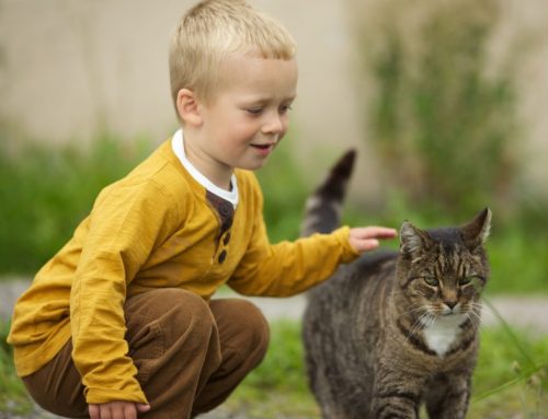 Qué les aportan los gatos a los niños