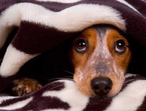 Cómo tratar a un perro con miedo