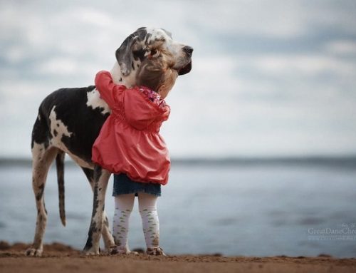 Hermosas fotos de perros grandes y niños pequeños