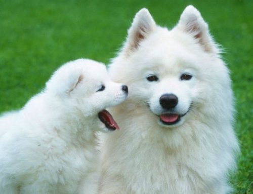 10 curiosidades sobre los perros que quizás desconozcas