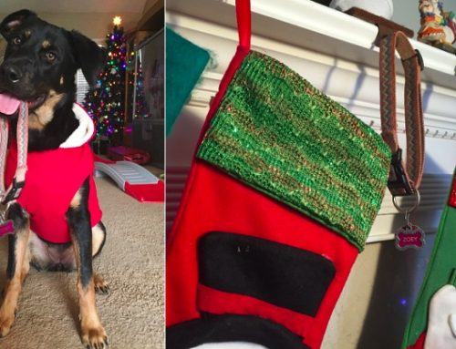 El emotivo regalo que este perro le hizo a su nueva familia en Navidad