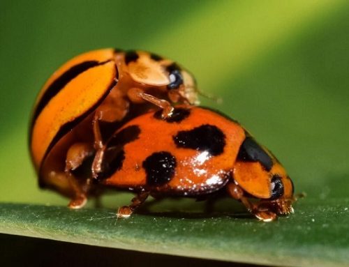 Impresionantes fotos de insectos y anfibios