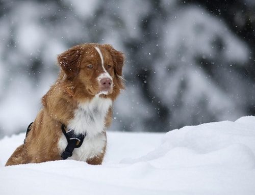 Un hombre se lanza a un río helado para salvar a un perro atrapado