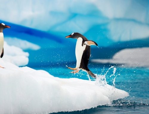 El miedo de una cría de pingüino al agua fría