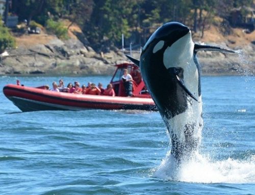 Muere la orca más vieja del mundo