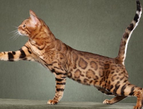 Las razas de gato más grandes del mundo