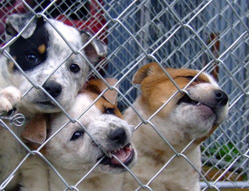 ¡Alerta animal! Aumenta el número de robos de perros en parques españoles