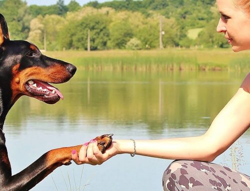 “Mi perro no es mi hijo”, una reflexión que te dejará sin palabras