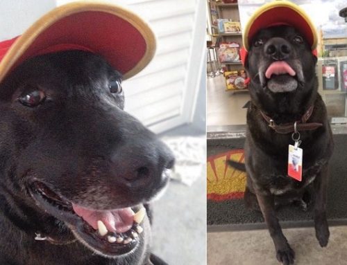 El perro abandonado que se ha convertido en el mejor empleado de una gasolinera de Brasil