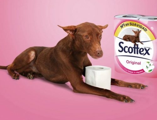 Scottex sustituye al cachorro labrador por perros que necesitan un hogar