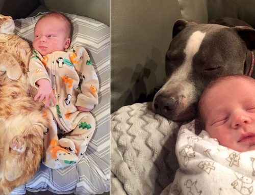 Los cuatro perros y la gata que tratan al bebé de la familia como uno más