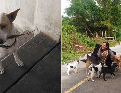 El perro callejero que lleva regalos a la mujer que le da comida