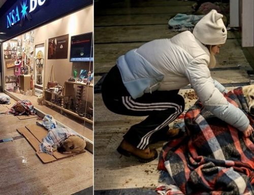 Centros comerciales en Estambul protegen a los perros callejeros del frío