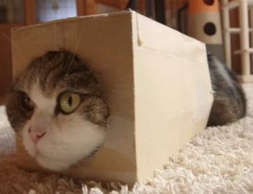 El gato Maru es el animal más visto en la historia de YouTube