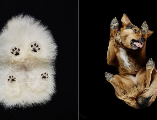 Impresionantes fotos de perros desde abajo